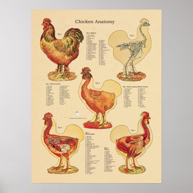 Póster Gráfico de anatomía de pollo Hen 