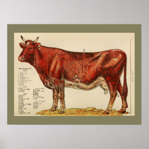 Póster Gráfico de anatomía de vaca de época 1917
