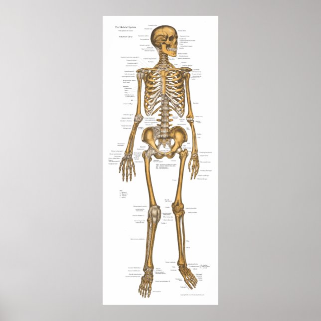 Póster Gráfico de anatomía del sistema esquelético humano (Frente)