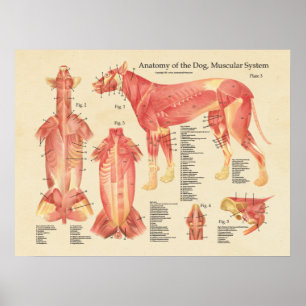 Póster Gráfico de anatomía del sistema muscular del perro