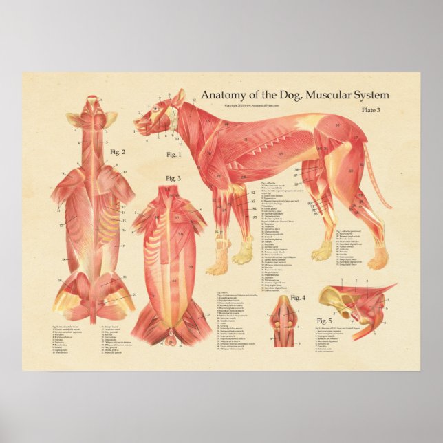 Póster Gráfico de anatomía del sistema muscular del perro (Frente)