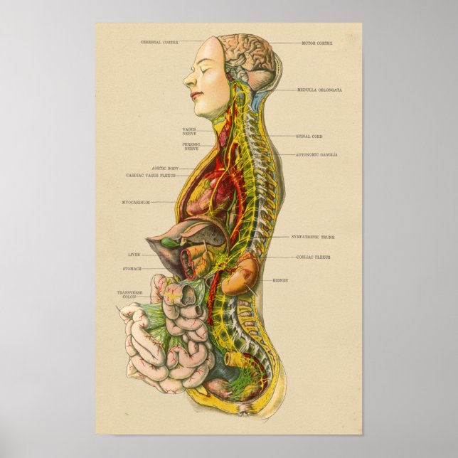 Póster Gráfico de anatomía del sistema nervioso humano vi (Frente)