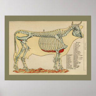 Póster Gráfico de anatomía esquelética de vaca de época 1