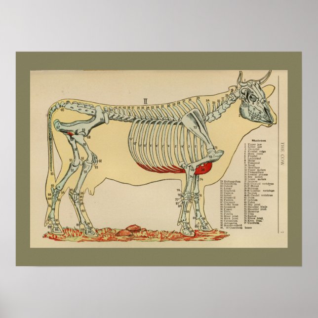 Póster Gráfico de anatomía esquelética de vaca de época 1 (Frente)