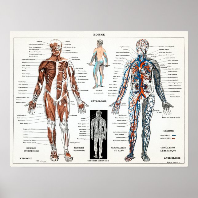 Póster Gráfico de anatomía humana de Francia vintage (Frente)