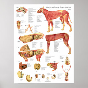 Póster Gráfico de anatomía interna de músculos de perro