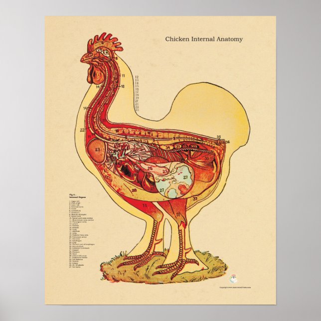 Póster Gráfico de anatomía interna de pollo Hen Veterinar (Frente)
