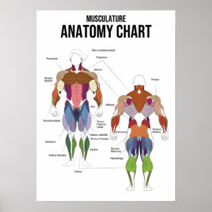 Póster Gráfico de anatomía muscular - Diagrama muscular