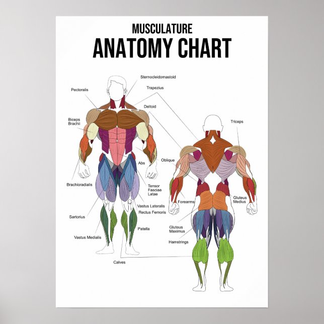 Póster Gráfico de anatomía muscular - Diagrama muscular (Frente)