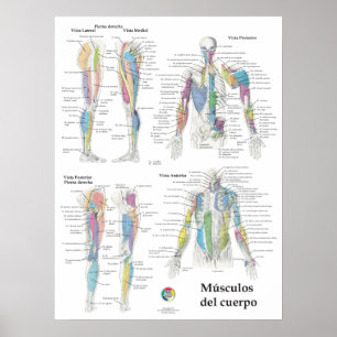 Póster Gráfico de anatomía muscular en español