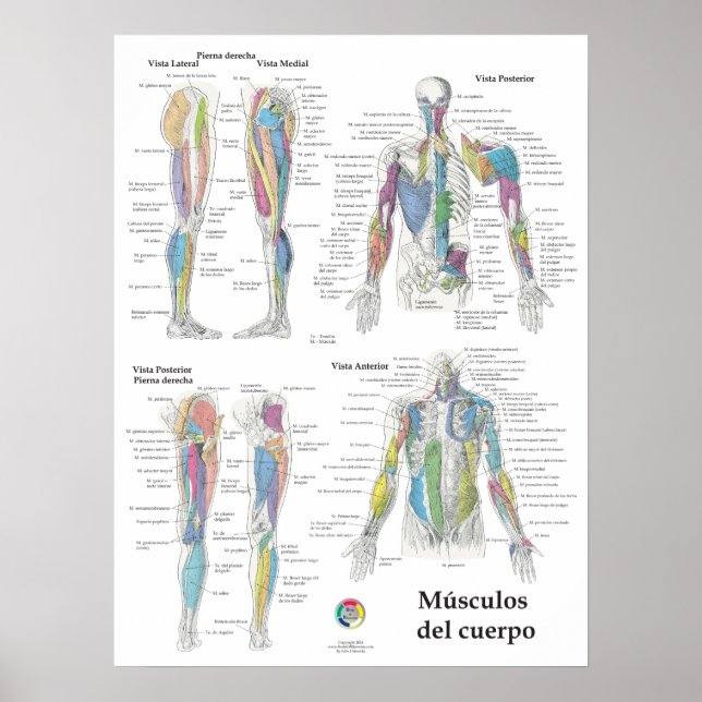 Póster Gráfico de anatomía muscular en español (Frente)
