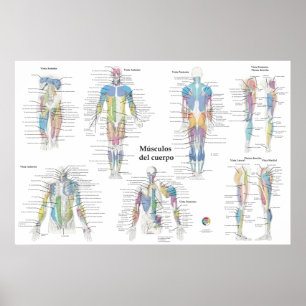 Póster Gráfico de anatomía muscular en español