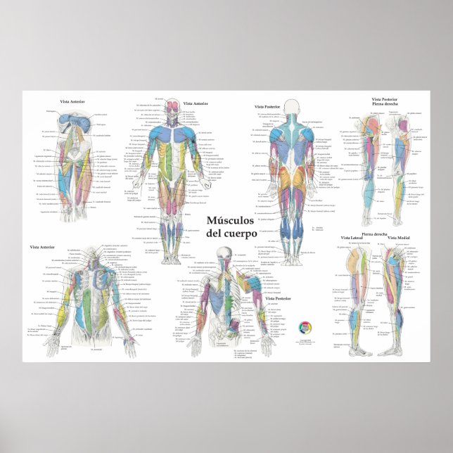 Póster Gráfico de anatomía muscular en español (Frente)