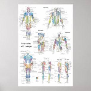 Póster Gráfico de Anatomía Muscular Española