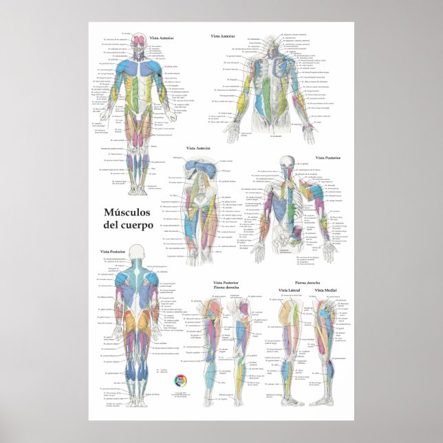 Póster Gráfico de Anatomía Muscular Española (Frente)
