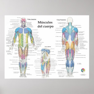 Póster Gráfico de Anatomía Muscular Española