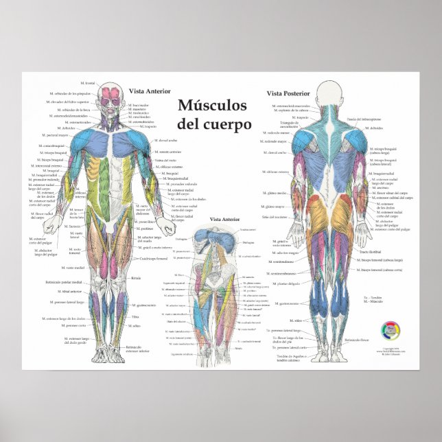 Póster Gráfico de Anatomía Muscular Española (Frente)