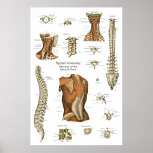 Póster Gráfico de anatomía muscular espinal humana