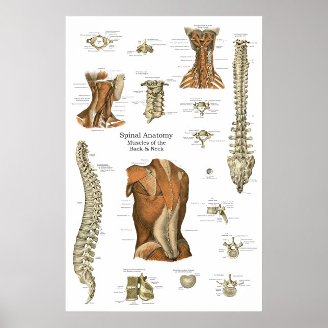 Póster Gráfico de anatomía muscular espinal humana (Frente)