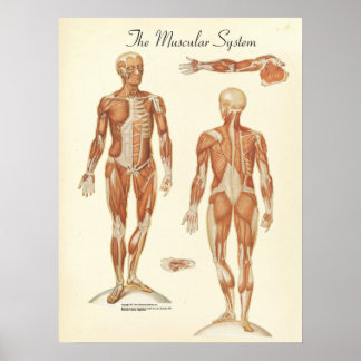 Póster Gráfico de anatomía muscular humana