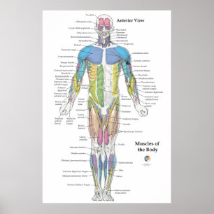 Póster Gráfico de anatomía muscular vista anterior