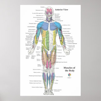 Póster Gráfico de anatomía muscular vista anterior