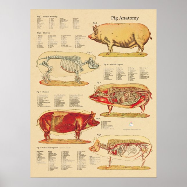 Póster Gráfico de anatomía veterinaria de cerdo (Frente)