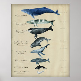 Póster Gráfico de ballenas