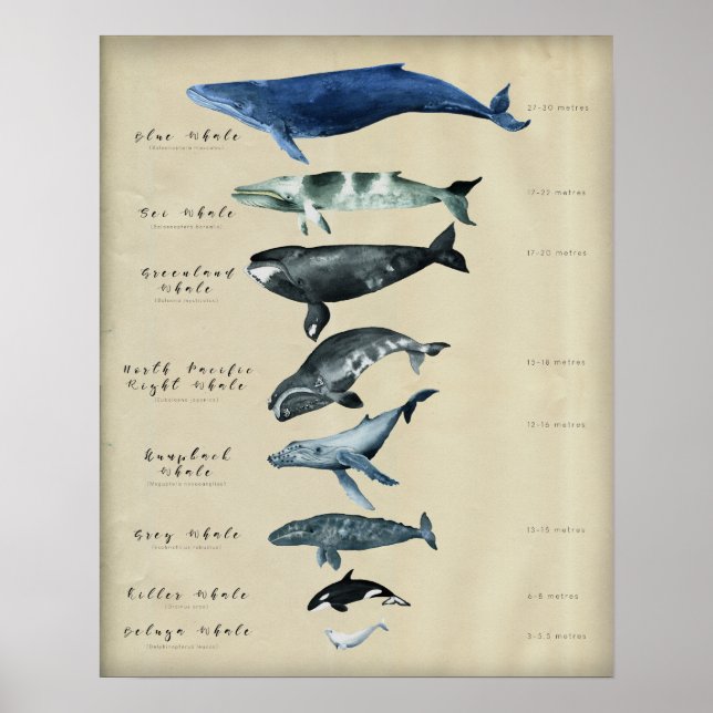 Póster Gráfico de ballenas (Frente)