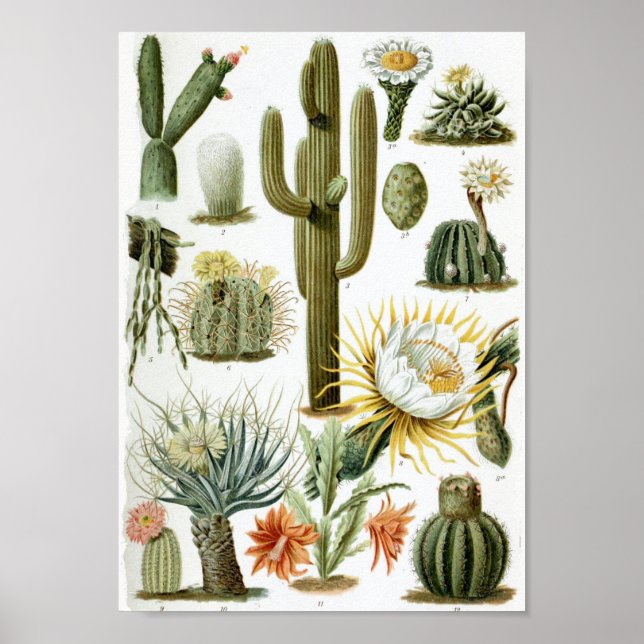 Póster Gráfico de cactus de época (Frente)