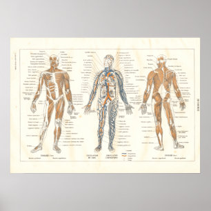 Póster Gráfico de cosechas de la anatomía muscular france