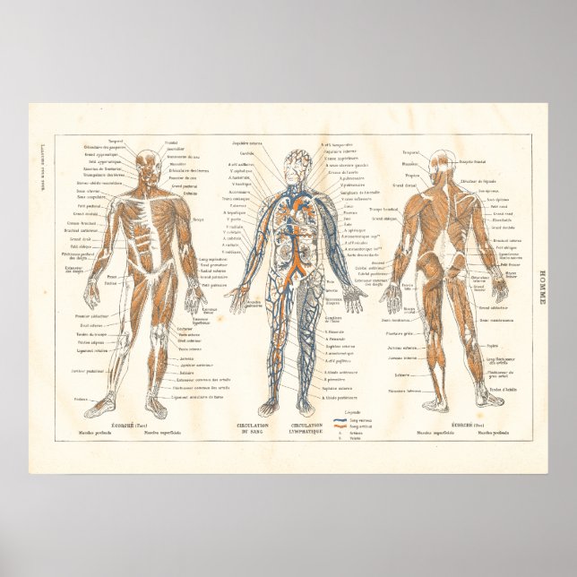 Póster Gráfico de cosechas de la anatomía muscular france (Frente)
