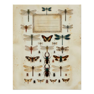 Póster Gráfico de Especificaciones de Taxonomía de Escara