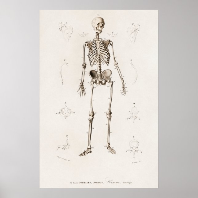 Póster Gráfico de esqueleto humano de Ilustracion de cose (Frente)