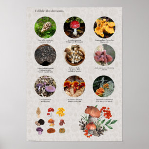 Póster Gráfico de fotos y Ilustraciones de hongos comesti