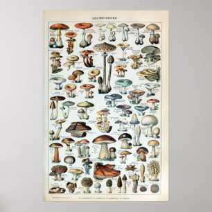 Póster Gráfico de hongos comestibles vintage