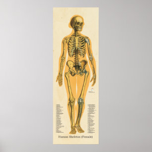 Póster Gráfico de huesos de anatomía de esqueleto humano 