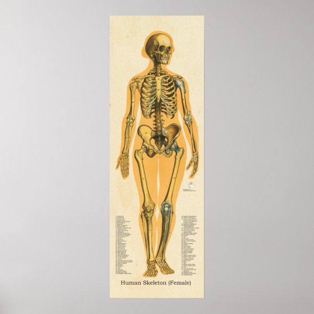 Póster Gráfico de huesos de anatomía de esqueleto humano  (Frente)