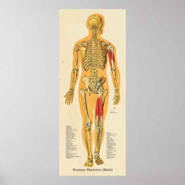 Póster Gráfico de huesos de anatomía de esqueletos humano (Frente)