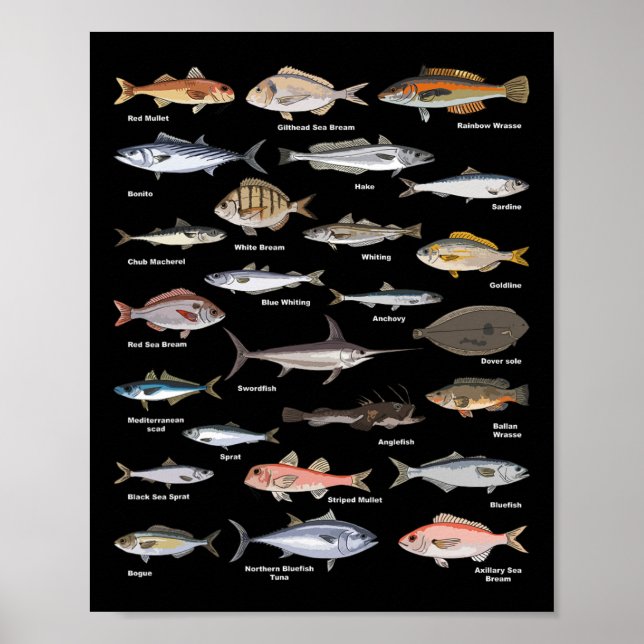 Póster Gráfico de identificación de peces de época (Frente)