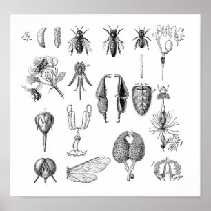 Póster Gráfico de insectos