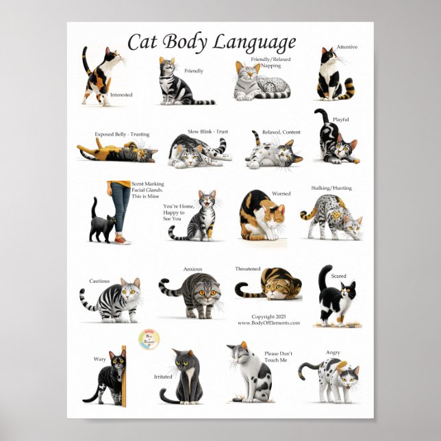 Póster Gráfico de lenguaje corporal de gatos (Frente)