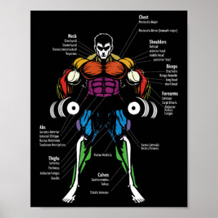 Póster Gráfico de músculos de anatomía de anime