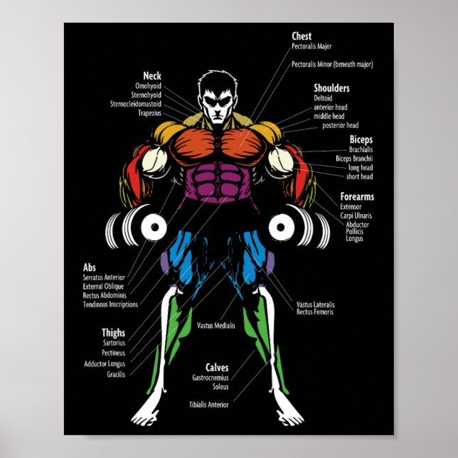 Póster Gráfico de músculos de anatomía de anime (Frente)