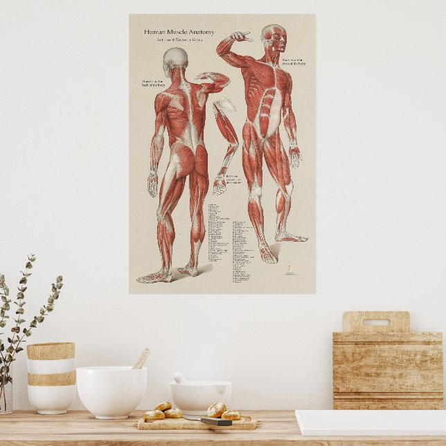 Póster Gráfico de pared de anatomía muscular humana (Cocina)