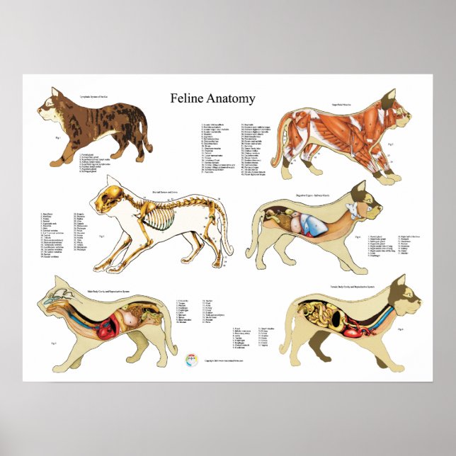 Póster Gráfico de pared de Poster de anatomía de gato (Frente)