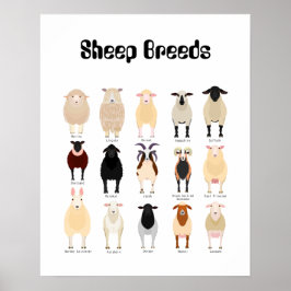 Póster gráfico de razas de ovejas