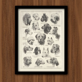 Póster Gráfico de razas de perros de época