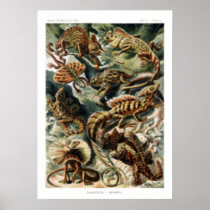 Póster Gráfico de vintage naturalista Ernst Haeckel Lizar