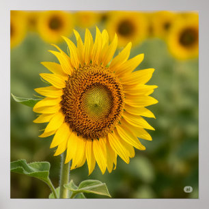Póster Gráfico del girasol otoñal